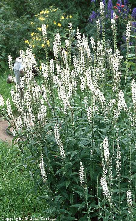 Veronica longifolia 'Alba', rantatdyke